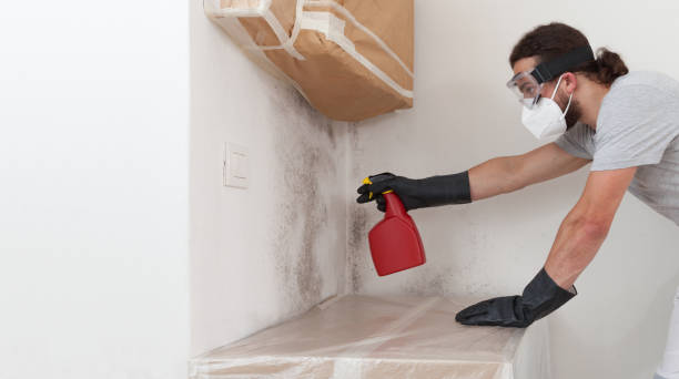 Professional Crawl Space Mold Removal technician working in Linden, AZ