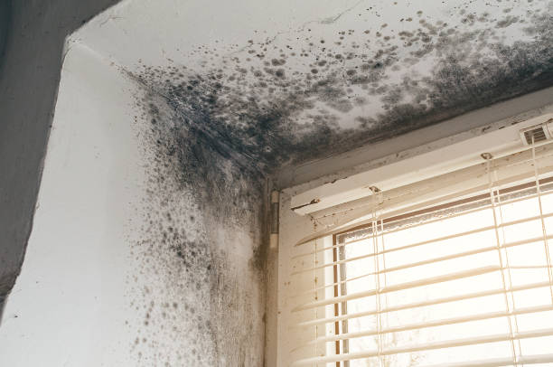 Affordable Crawl Space Mold Removal solutions in Linden, AZ