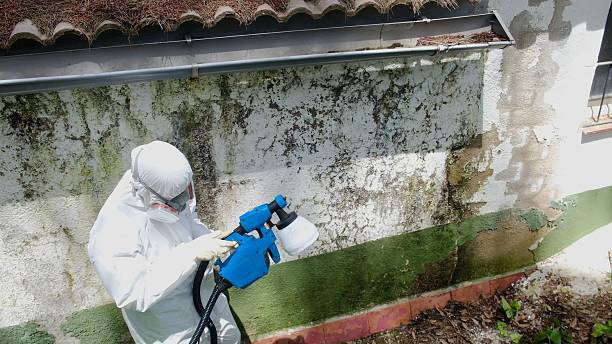 Top rated local Crawl Space Mold Removal specialists in Linden, AZ